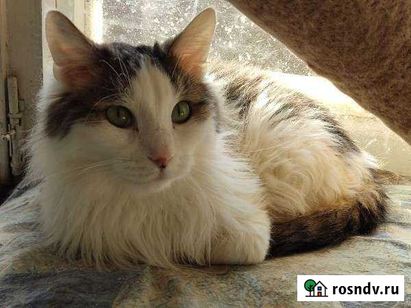 Котик Френк в добрые руки Самара - изображение 1