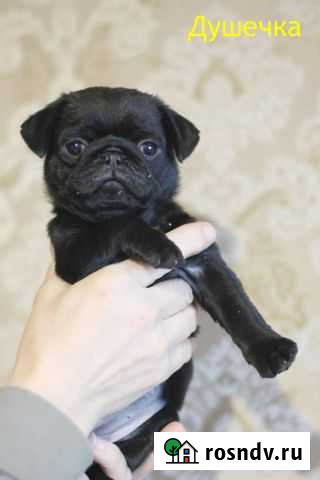 Мопсесса Самара - изображение 1