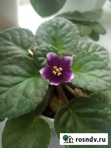 Фиалка Рязань - изображение 1
