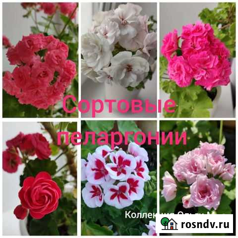Пеларгонии (популярные сорта) Тамбов - изображение 1