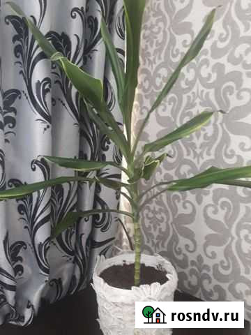 Драцена Грозный - изображение 1