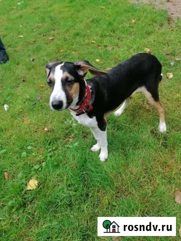 Собака в добрые руки Хабаровск - изображение 1