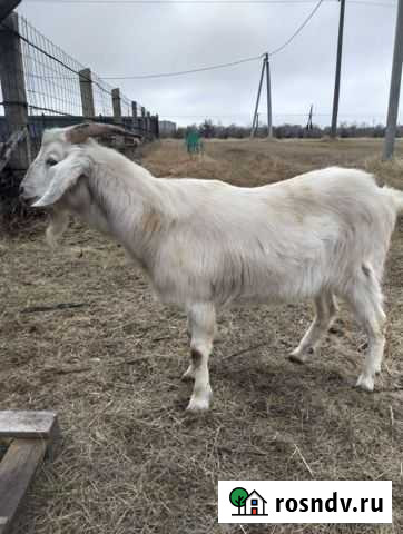 Козёл Альпонуб. Вязка Сызрань - изображение 1