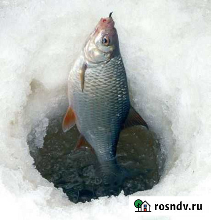 Зимняя рыбалка Волоконовка - изображение 1