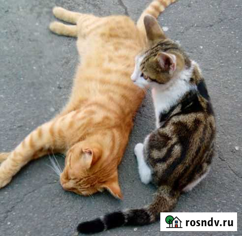 Котята отдам в добрые руки бесплатно Беслан - изображение 1