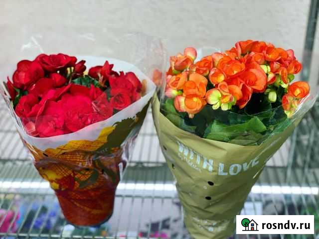 Бегония Симферополь - изображение 1