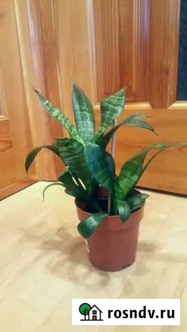 Сансевиерия Новосибирск - изображение 1