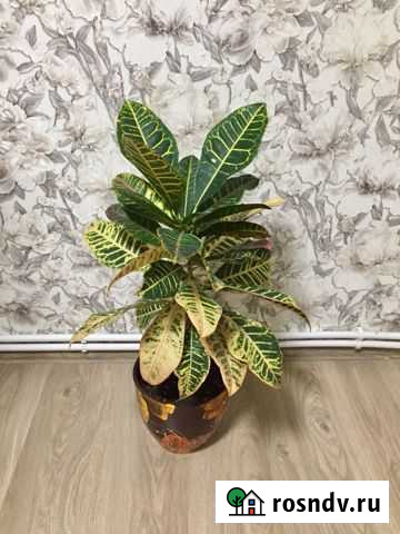 Кротон Брянск - изображение 1