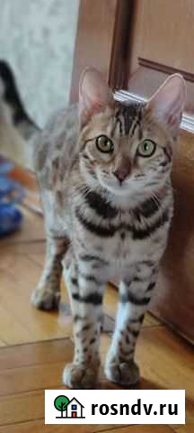 Бенгальская кошечка с родословной Ростов-на-Дону - изображение 1
