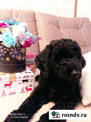 Щенок карликового пуделя Белгород - изображение 1