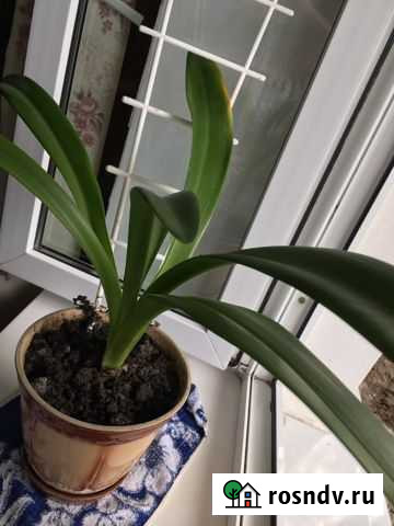 Лилия Новошахтинск - изображение 1