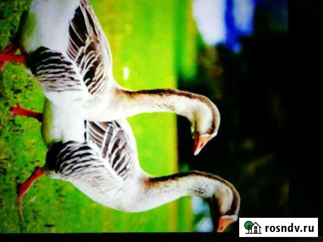 Гусь Новозыбков - изображение 1