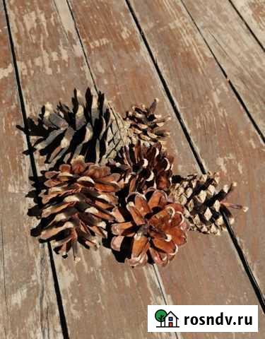 Сосновая шишка для декора Обь - изображение 1