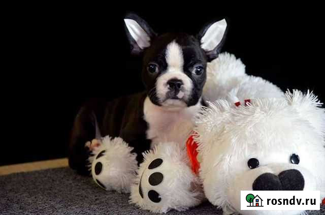 Бостон терьер. девочка Новосибирск - изображение 1