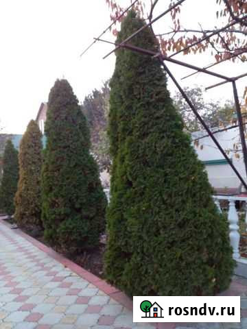 Туя Грозный - изображение 1