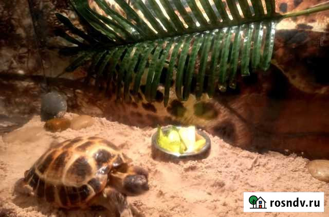 Черепаха сухопутная и все что необходимо Москва - изображение 1