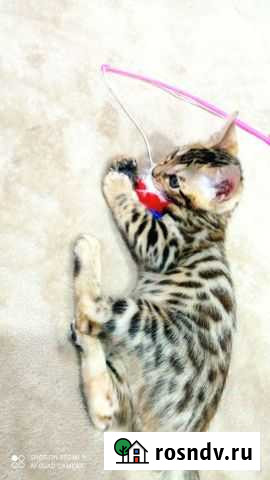 Бенгальский котенок Курск - изображение 1