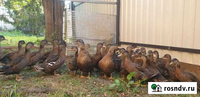 Подсадная утка Жуков - изображение 1
