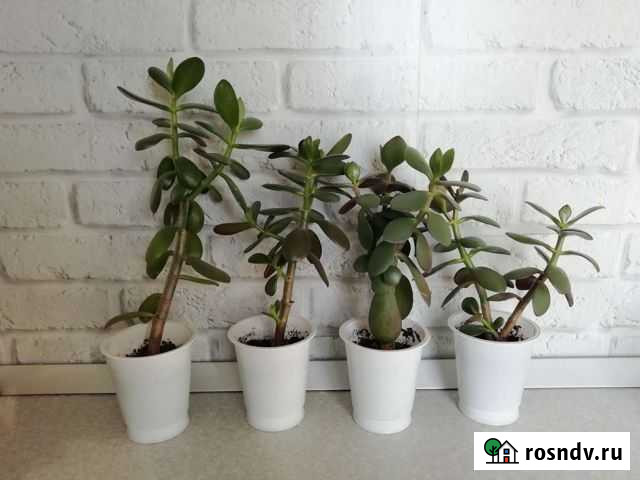 Толстянка- денежное дерево Ульяновск - изображение 1