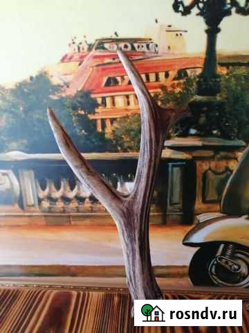 Рог косули Михайловка - изображение 1