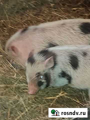 Вьетнамские поросята Смоленск - изображение 1