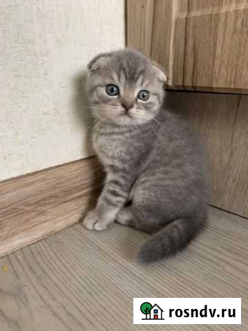 Шотландские вислоухие котята Видное - изображение 1