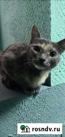 Красивая молодая кошка (стерильная) Казань - изображение 1