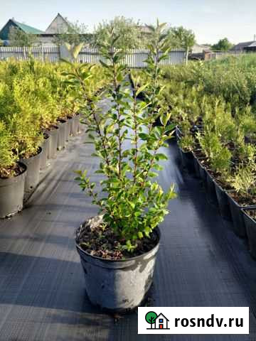 Кизильник Блестящий Новый Оскол - изображение 1