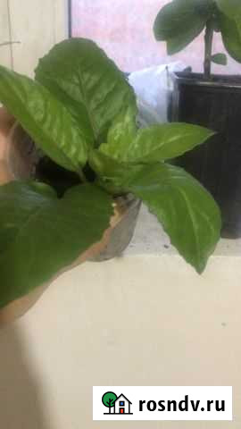 Дженура Таганрог - изображение 1