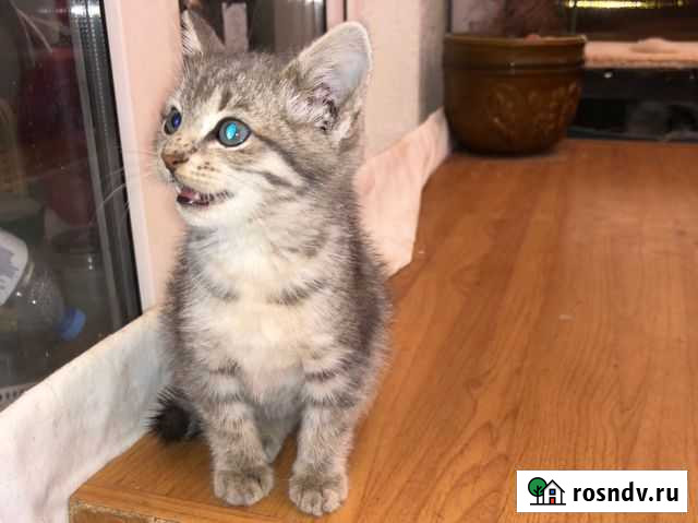 Котята Сочи - изображение 1