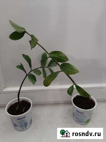 Замиокулькас Владимир - изображение 1