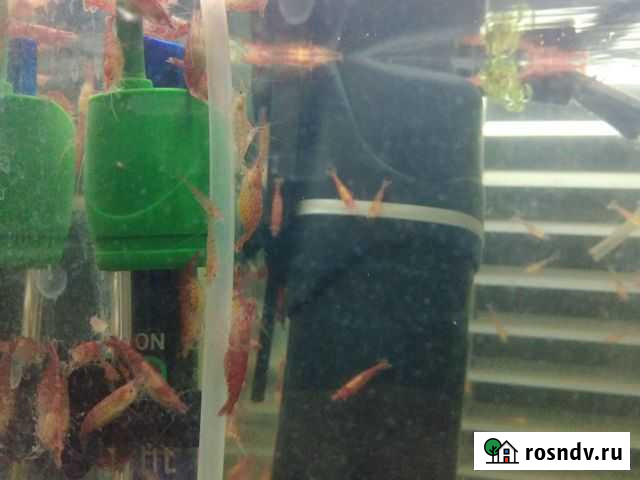 Аквариумные креветки Лениногорск - изображение 1