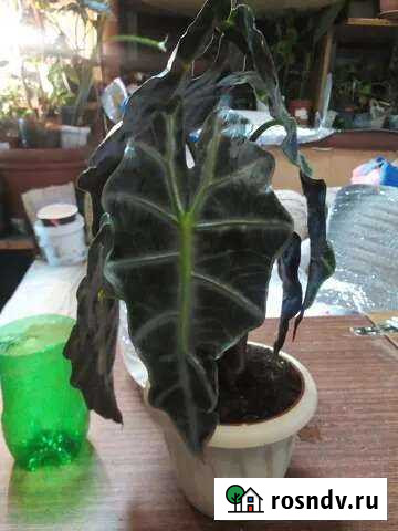 Алоказии Платоновка - изображение 1