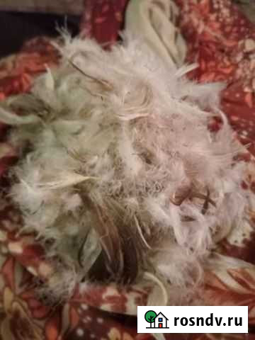 Продам подушки, перины Б/У Шахты - изображение 1