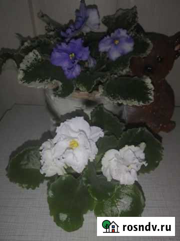 Фиалки Кострома - изображение 1