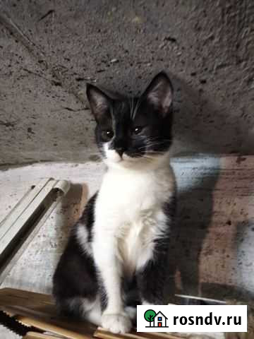 Котенок в добрые руки Белгород - изображение 1