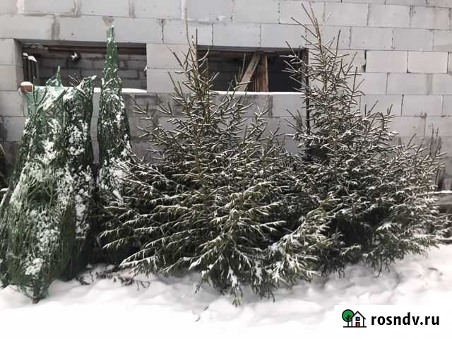 Новогодняя Живая елка на новый год Кунгур - изображение 1