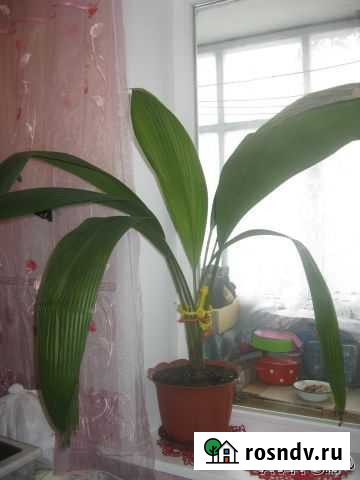 Шикарное растение Тольятти - изображение 1