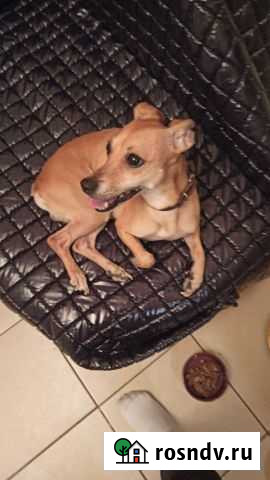 Найдена собака Мытищи - изображение 1