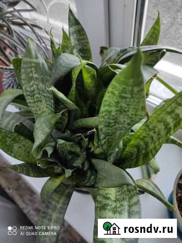 Сансевиерия Щучий хвост Иркутск - изображение 1