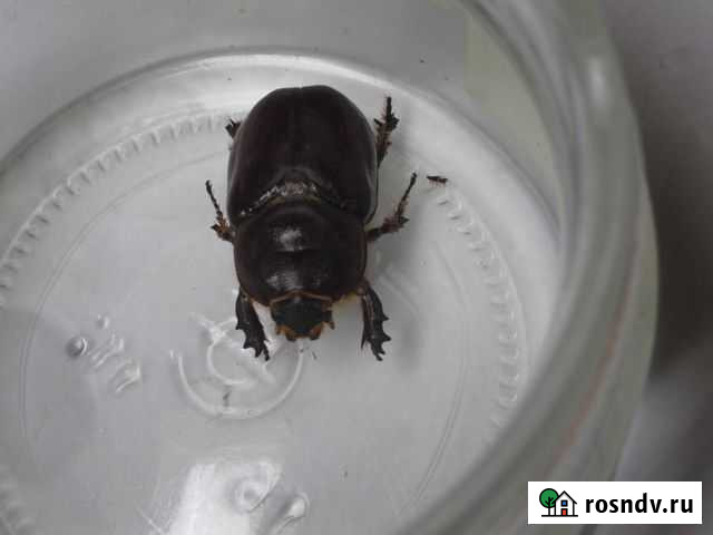 Жук Ухта - изображение 1