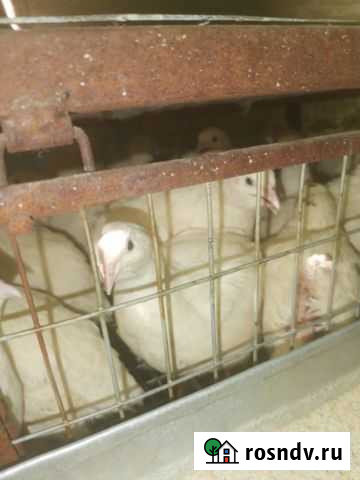 Перепела Ростов-на-Дону - изображение 1