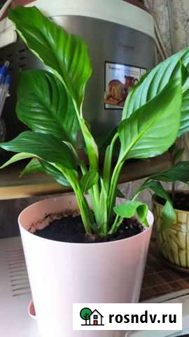 Спатифиллум Артем - изображение 1