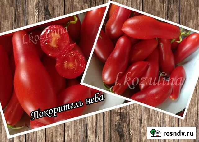 Семена коллекционных томатов Покоритель Мира Тула - изображение 1