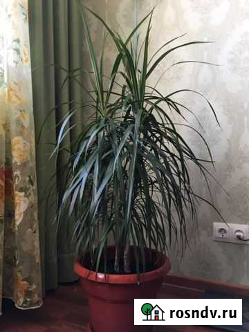 Драцена Сочи - изображение 1