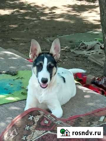 Красотка Калининград - изображение 1