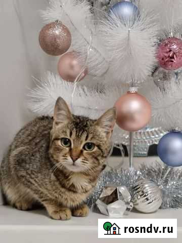 Полосатый очаровашка ищет дом Воронеж - изображение 1