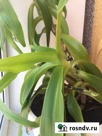 Золотой ус Уварово - изображение 1