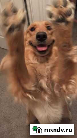 Выгул собак Псков - изображение 1