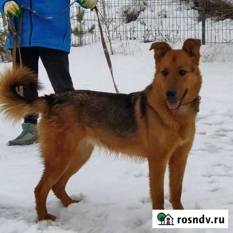 Метис овчарки Казань - изображение 1